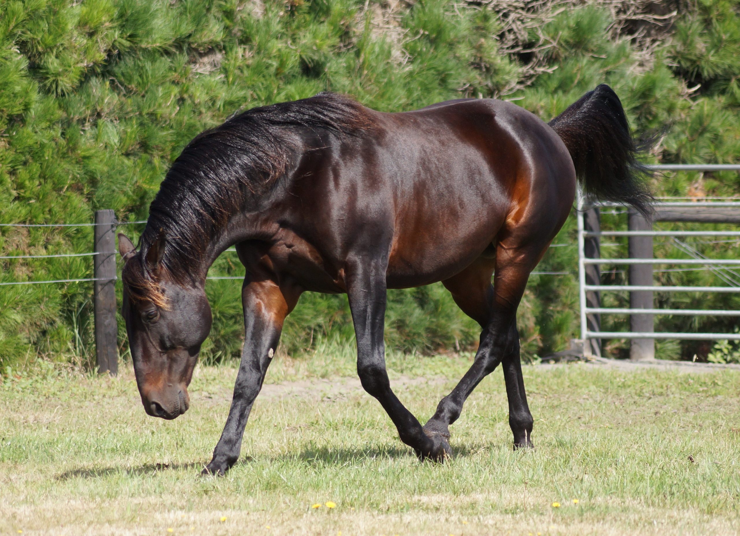 Krug race horse 2025