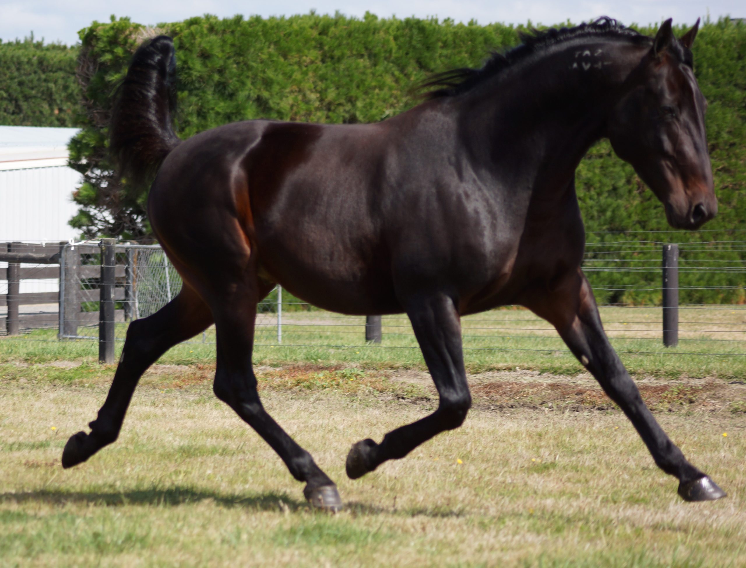 Krug race horse 2025