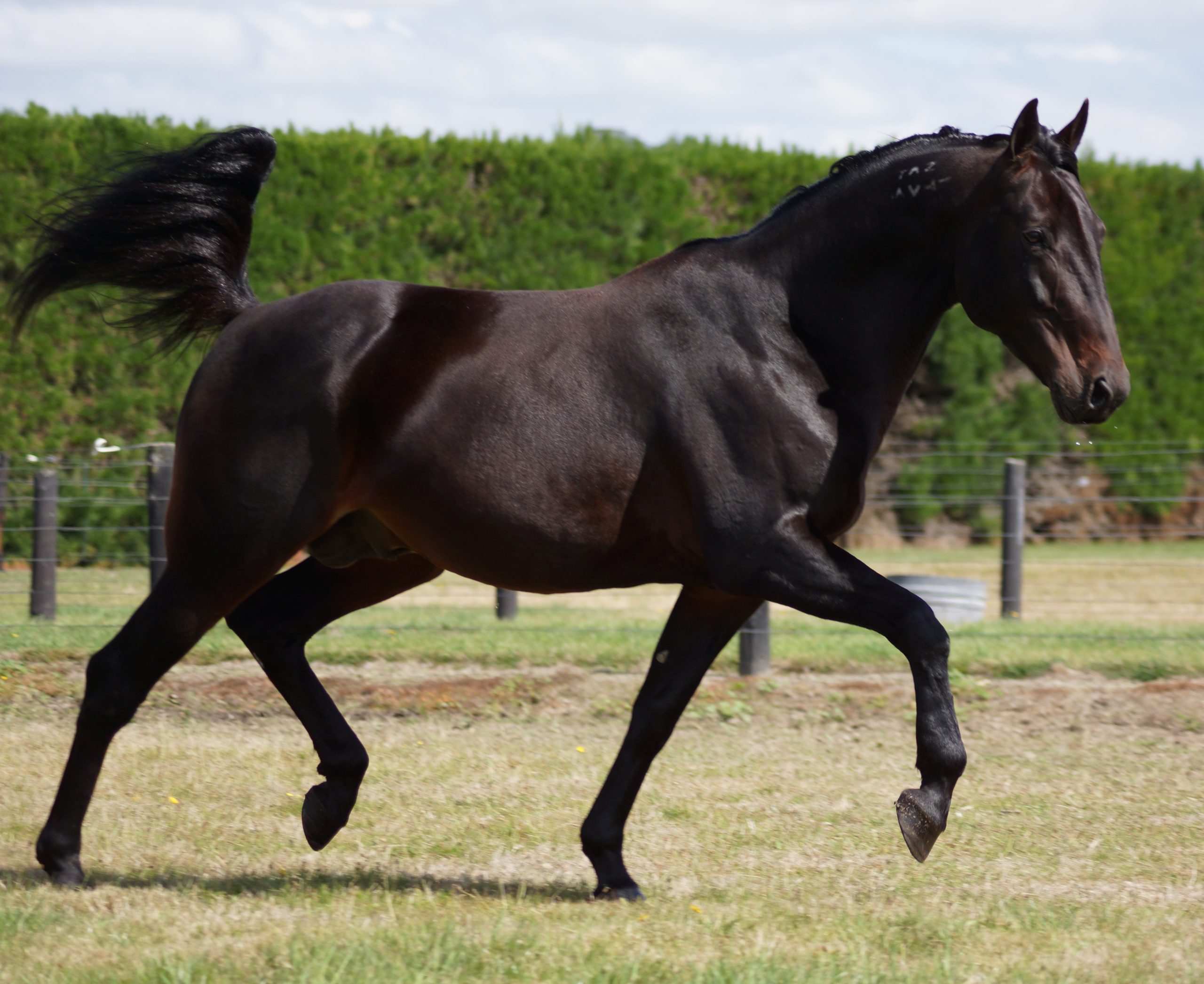 Krug race horse 2025