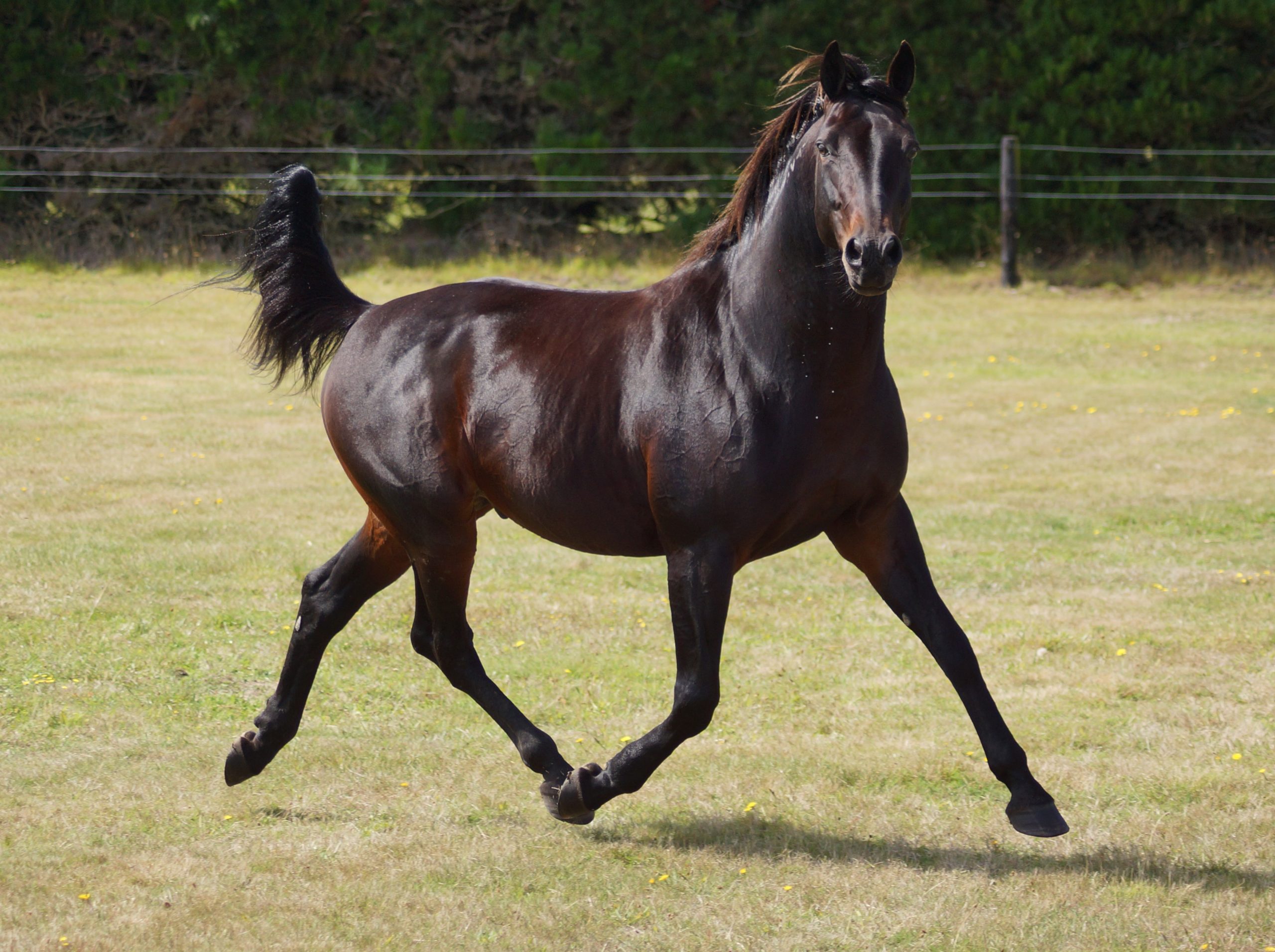 Krug race horse 2025