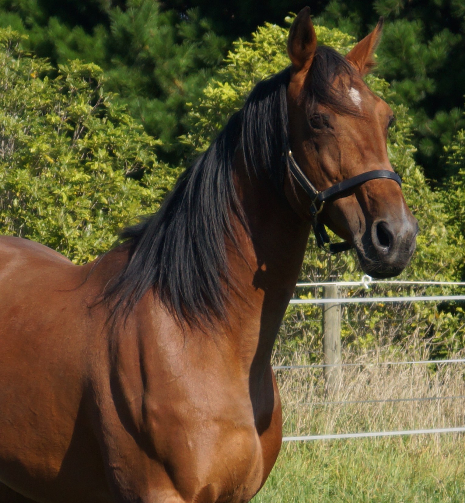 Habibi Inta race horse 2025
