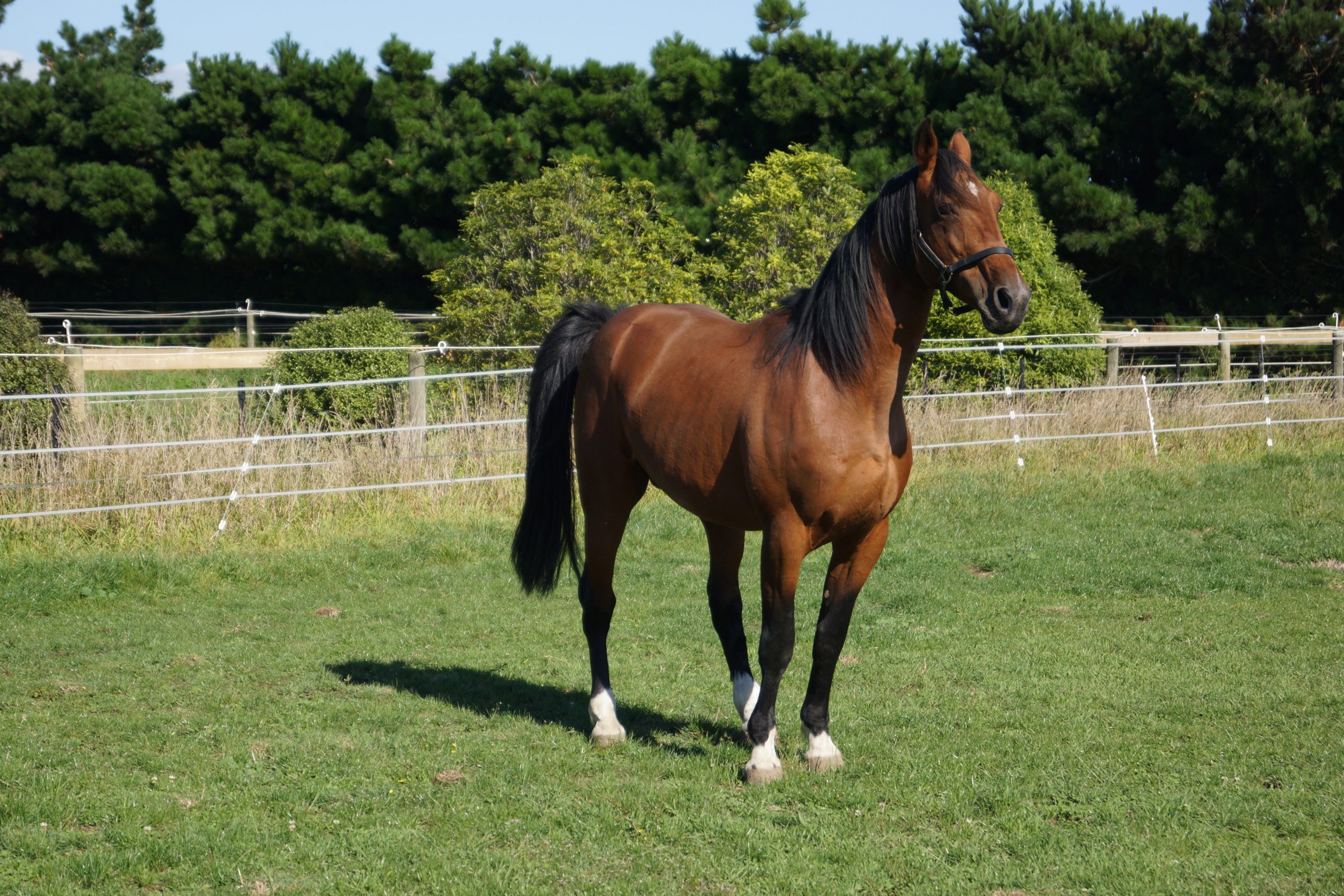 Habibi Inta race horse 2025