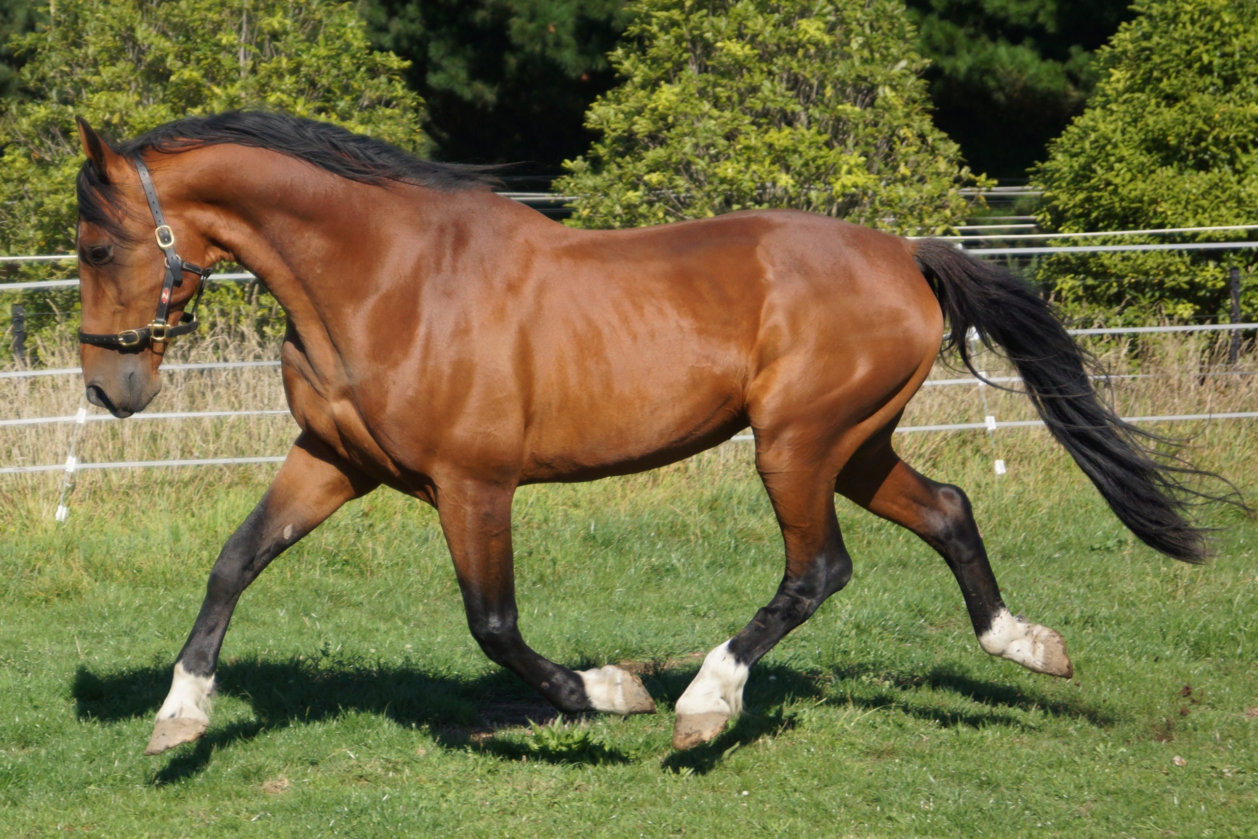 Habibi Inta race horse 2025