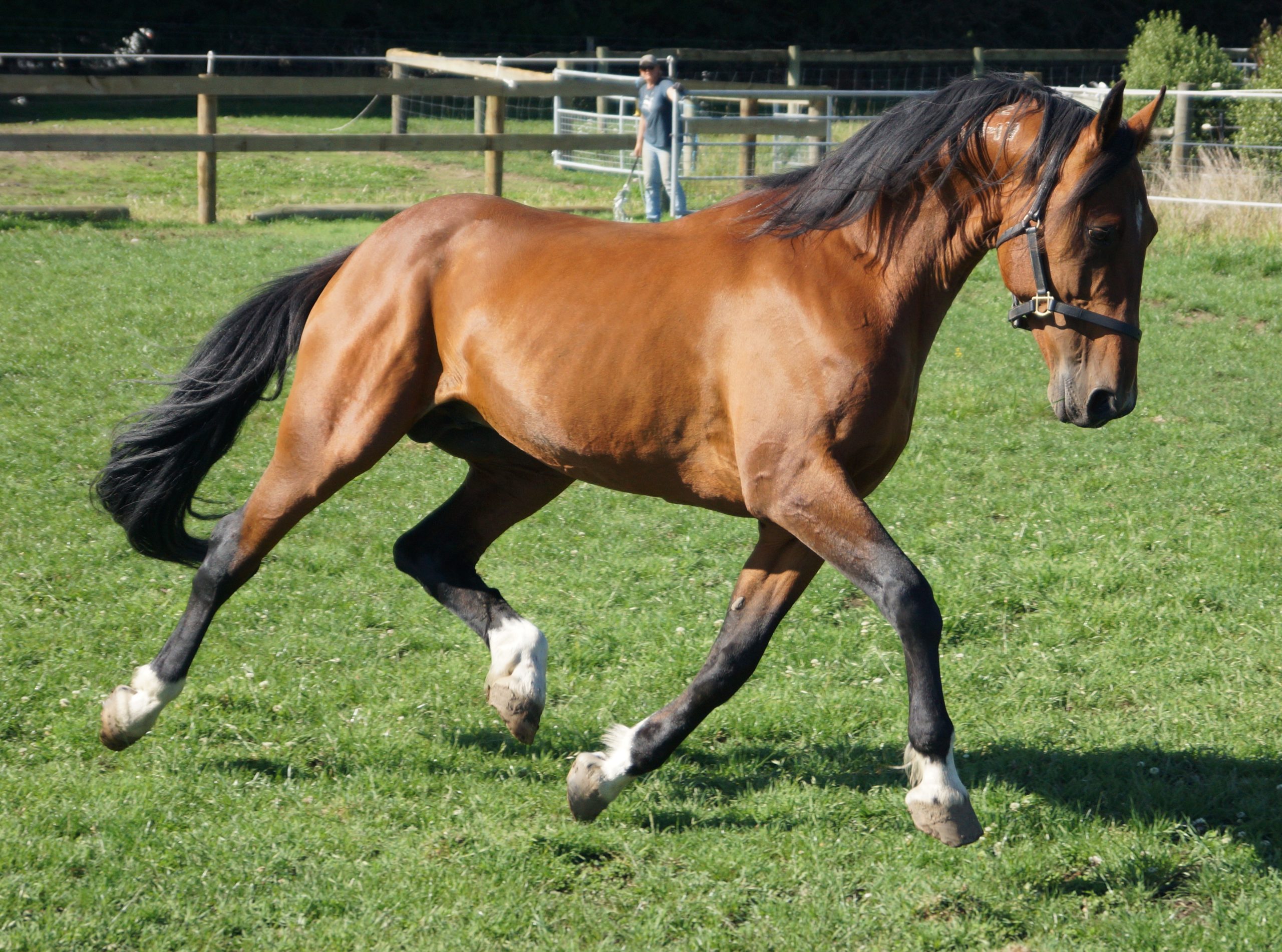 Habibi Inta race horse 2025