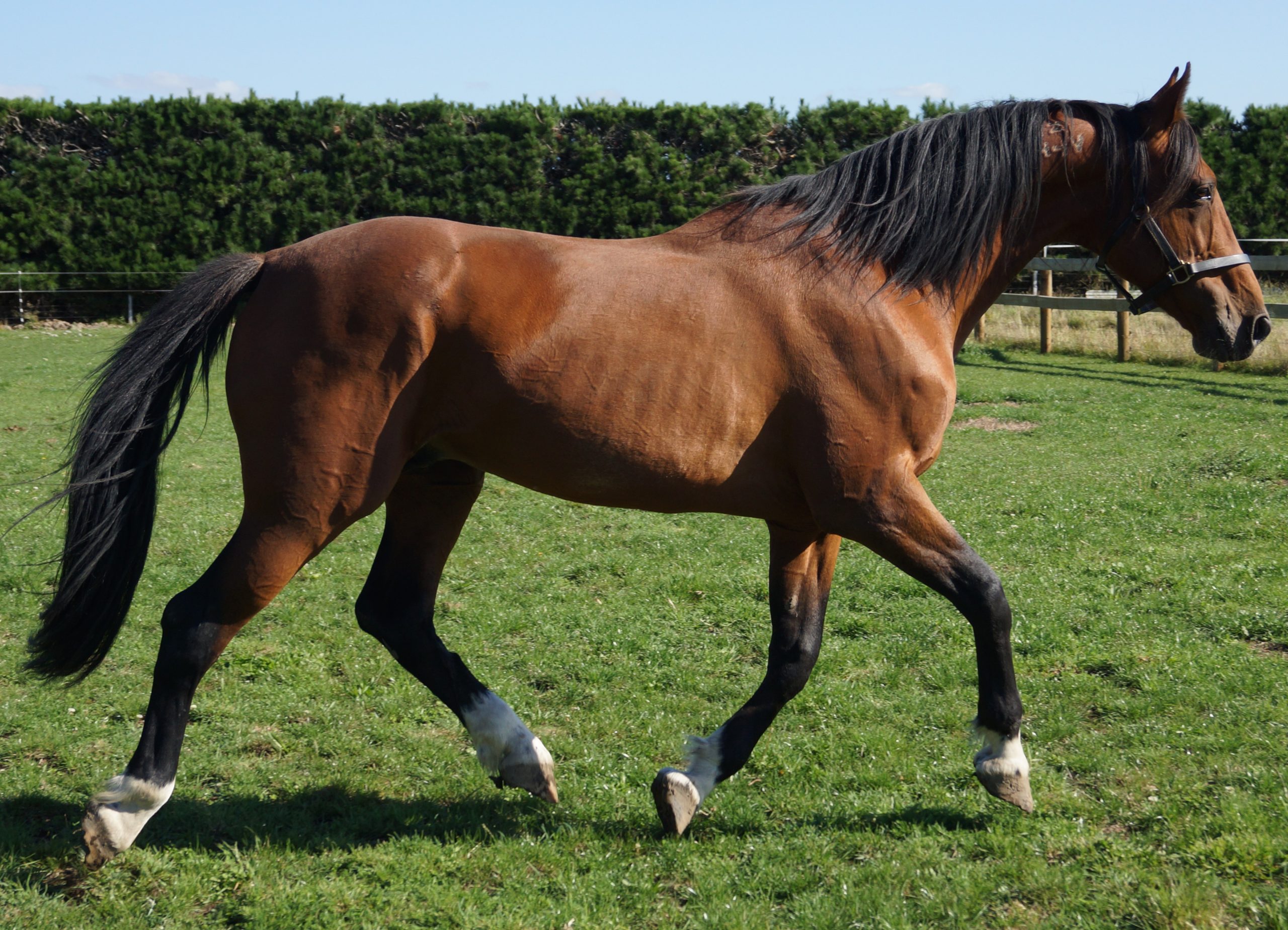Habibi Inta race horse 2025